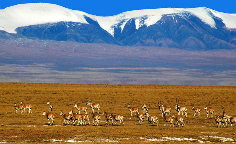 Des antilopes dans la réserve naturelle de Hoh Xil