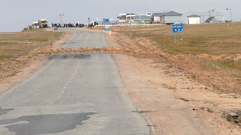 Des antilopes escortées passent sans danger la route Qinghai-Tibet barrée pour l'occasion