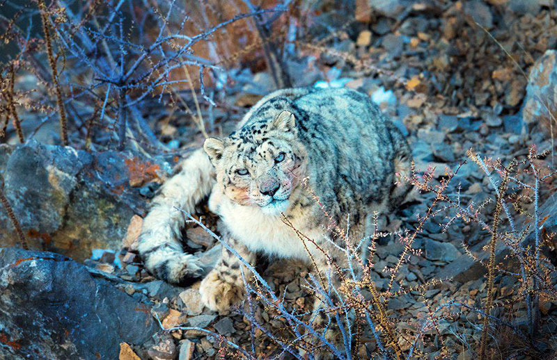 Le léopard des neiges en voie de disparition fait partie de l'extraordinaire biodiversité de l'Himalaya (Image: Himachal Pradesh Wildlife Department)