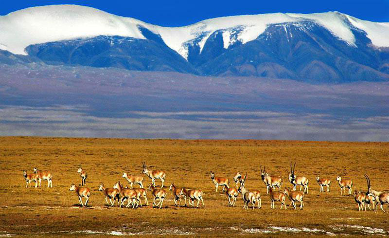 Antilopes dans la réserve naturelle de Hoh Xil, au nord-est du Haut Plateau (10)