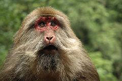 Un macaque du Tibet