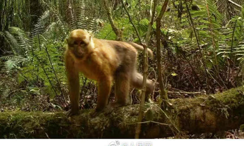 Macaque à joues blanches du Tibet