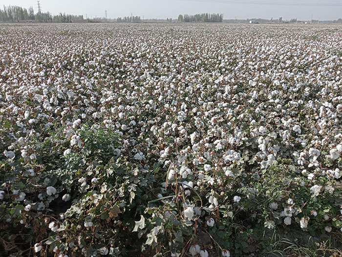 le champ de coton 