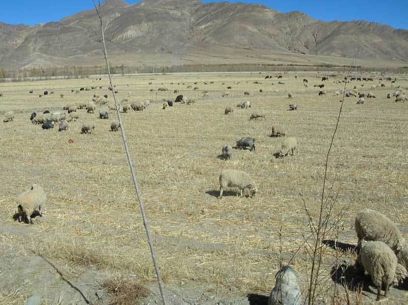 au sud du Tibet (phot JPDes, 2008) au sud du Tibet (phot JPDes, 2008)