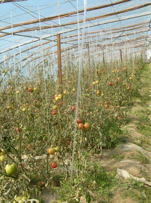 des tomates à 4000m, entre Gyangze et Xigaze