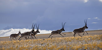 antilopes tibétaines (photo du Net)