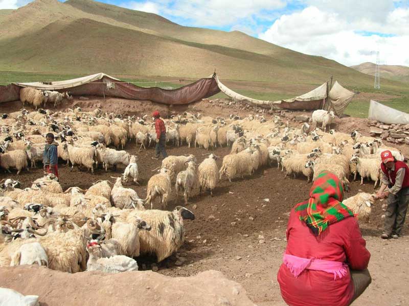 Originaires de la région de Lhassa, ils sont venus s’installer dans la région aride de Sanjiangyuan, à cause de la surpopulation des troupeaux là-bas (JPD 2007)