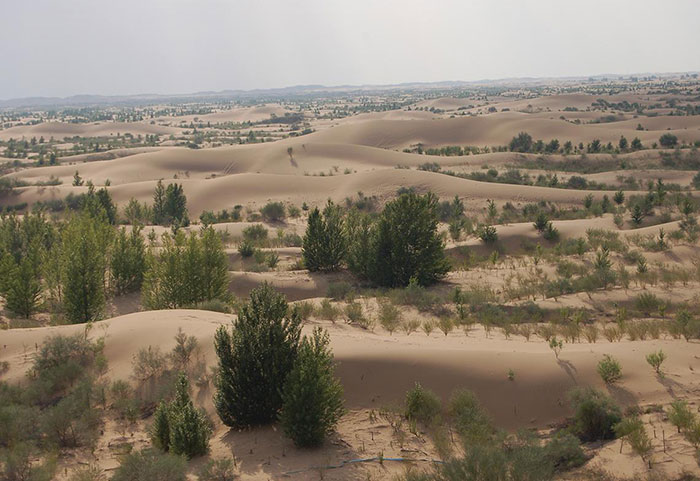 Plantation dans le désert de Gobi en Mongolie intérieure