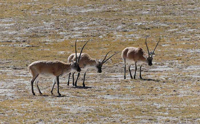 Antilopes dans la réserve de Changtang (2019) Antilopes dans la réserve de Changtang (2019)