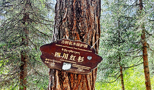 Forêt de séquoias dans la Shuangqiao Valley (2026) Forêt de séquoias dans la Shuangqiao Valley (2026)