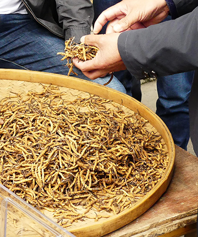 Une récolte de Cordyceps (2019) Une récolte de Cordyceps (2019)