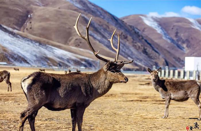 Des cerfs élaphes