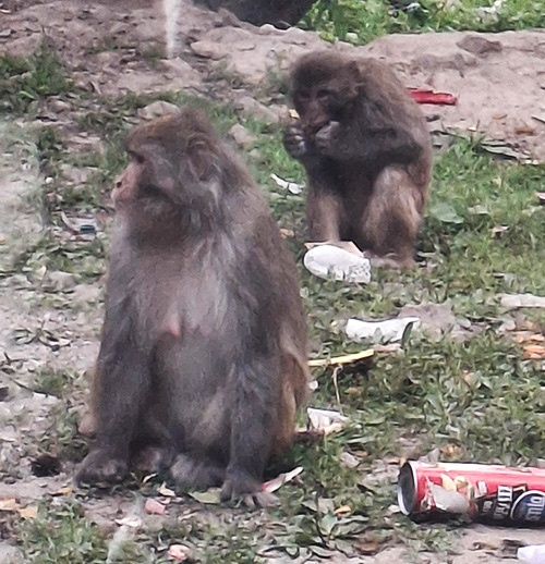 Des macaques du Tibet (2026) Des macaques du Tibet (2026)